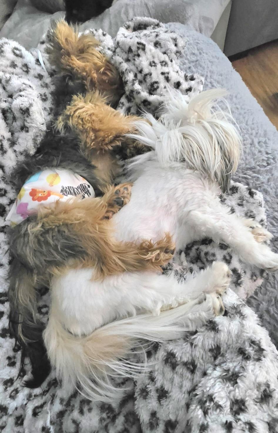 Enlarge Fabian, a Adoptable Yorkshire Terrier in Hewitt, NJ image 5/6