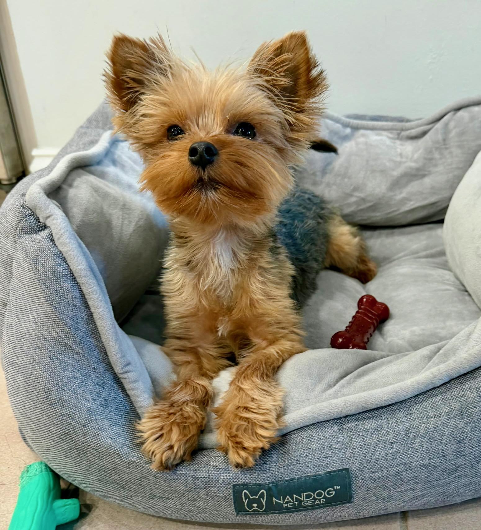 Enlarge Fabian, a Adoptable Yorkshire Terrier in Hewitt, NJ image 4/6