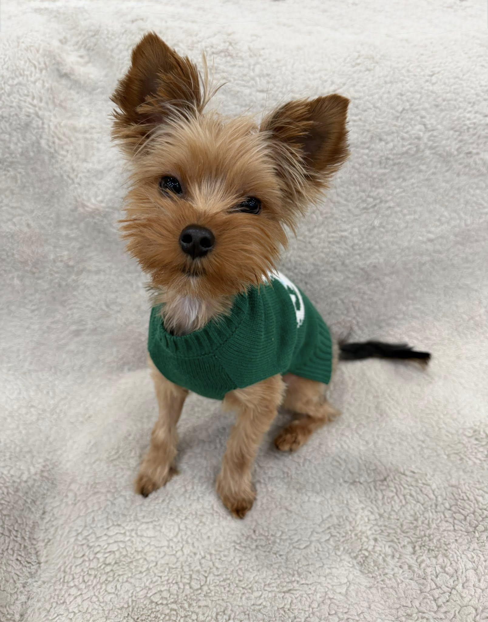 Enlarge Fabian, a Adoptable Yorkshire Terrier in Hewitt, NJ image 6/6
