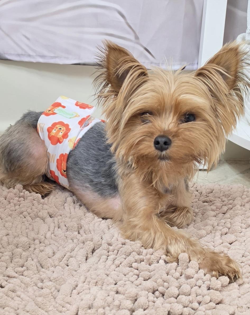 Fabian, Adoptable, Young Male Yorkshire Terrier.