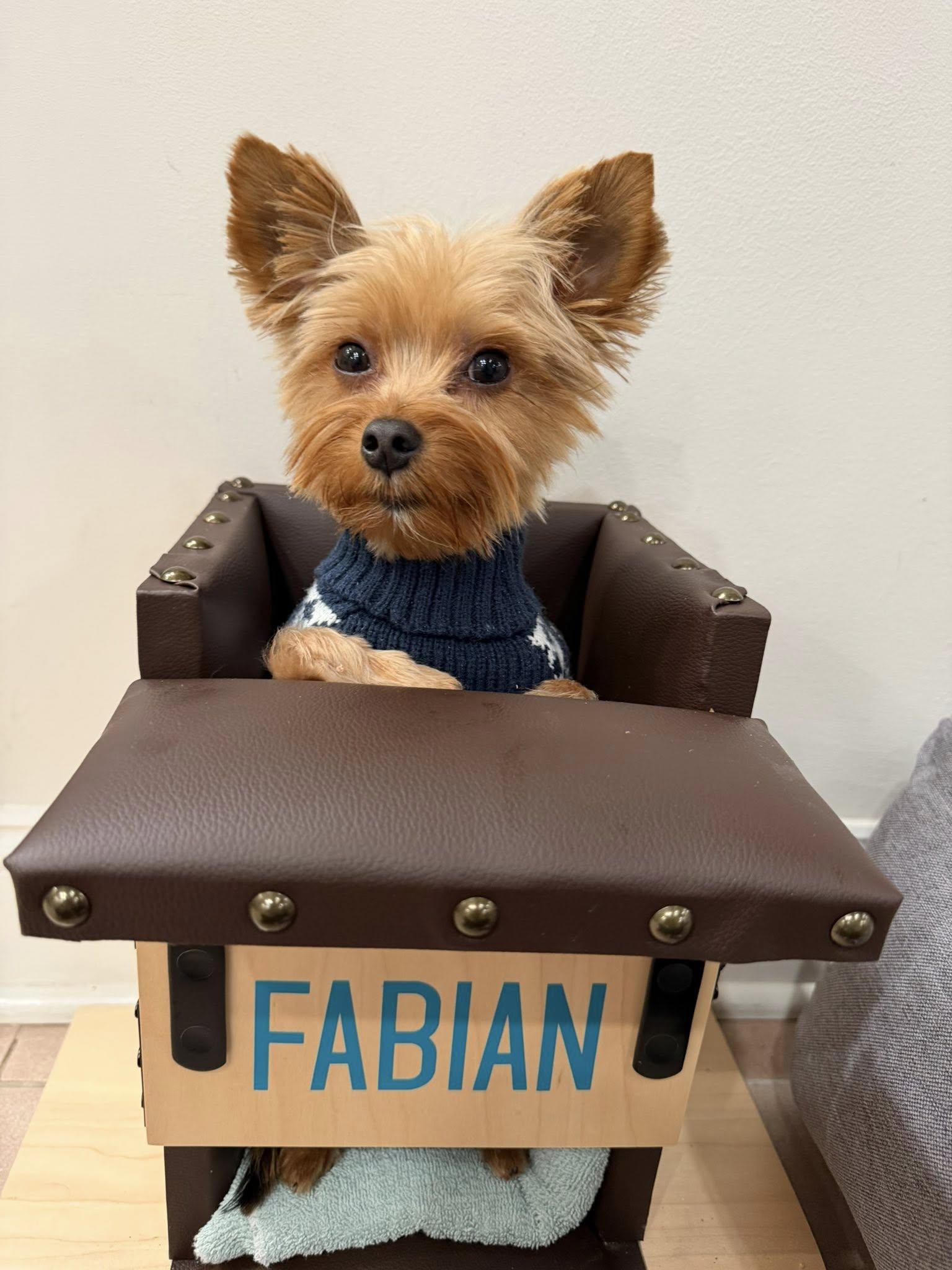 Enlarge Fabian, a Adoptable Yorkshire Terrier in Hewitt, NJ image 3/6