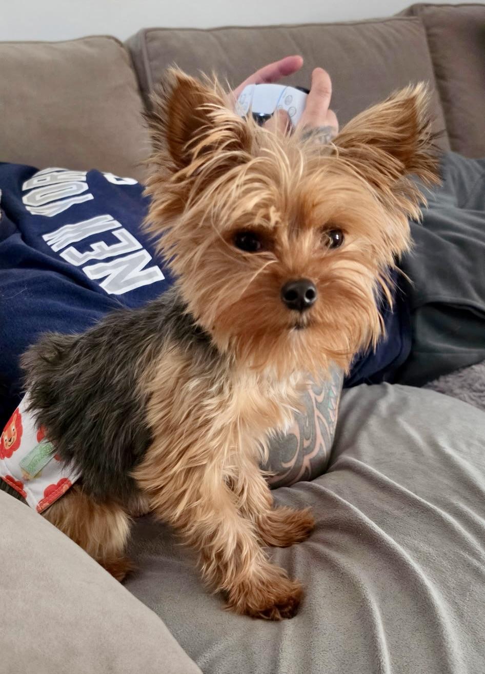 Enlarge Fabian, a Adoptable Yorkshire Terrier in Hewitt, NJ image 2/6
