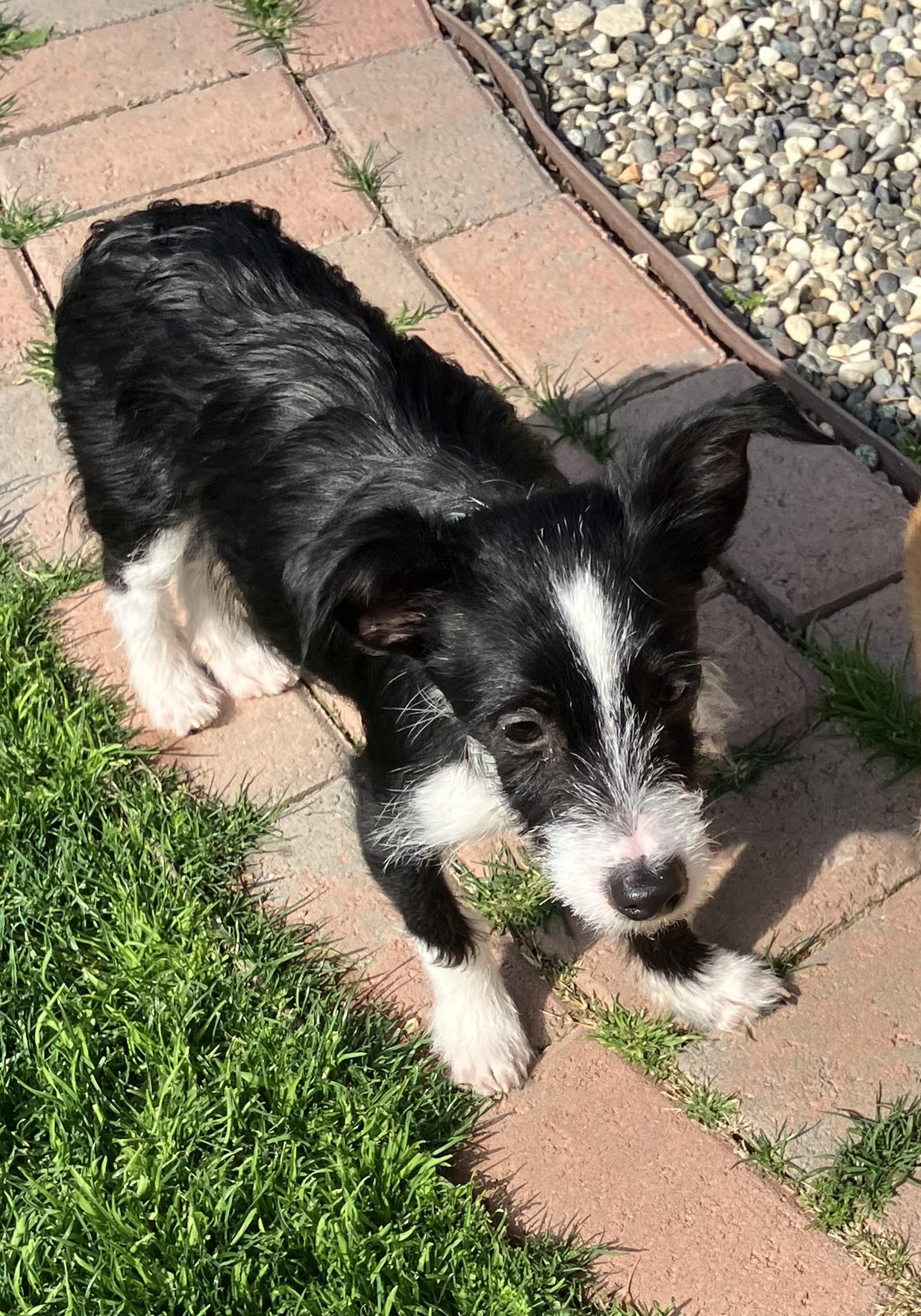 Marlo, adopted, Young Male Terrier.