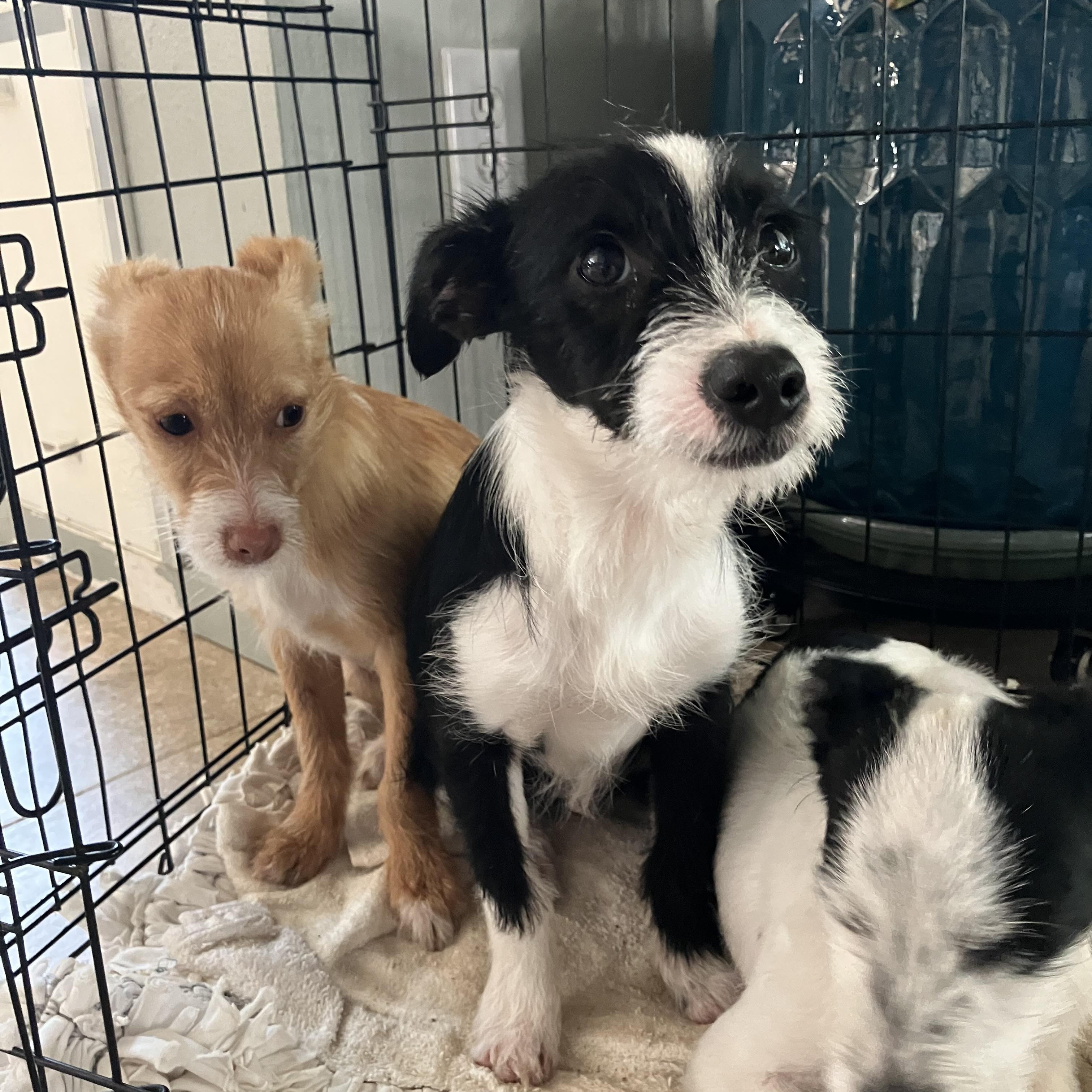 Enlarge Marlo, an adopted mixed breed in Beaverton, OR image 2/3