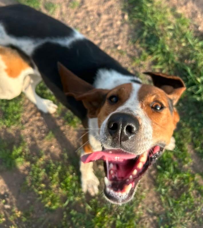 Cooper, Adoptable, Adult Male Coonhound.