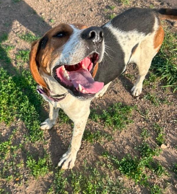 Cooper, Adoptable, Adult Male Coonhound.