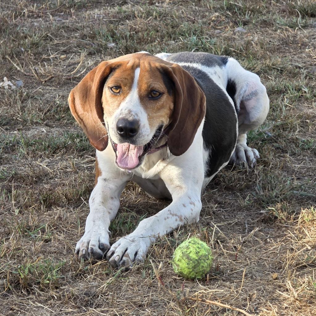 Enlarge Cooper, a Adoptable Coonhound in Spooner, WI image 2/6