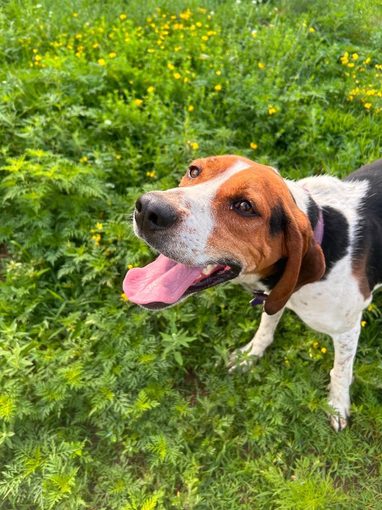 Cooper, a Adoptable Coonhound in Spooner, WI image 3/6