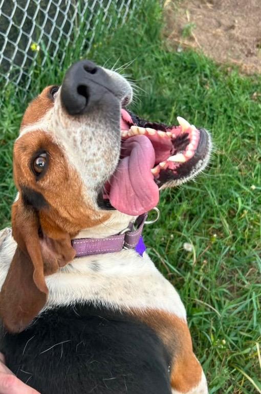 Enlarge Cooper, a Adoptable Coonhound in Spooner, WI image 3/5