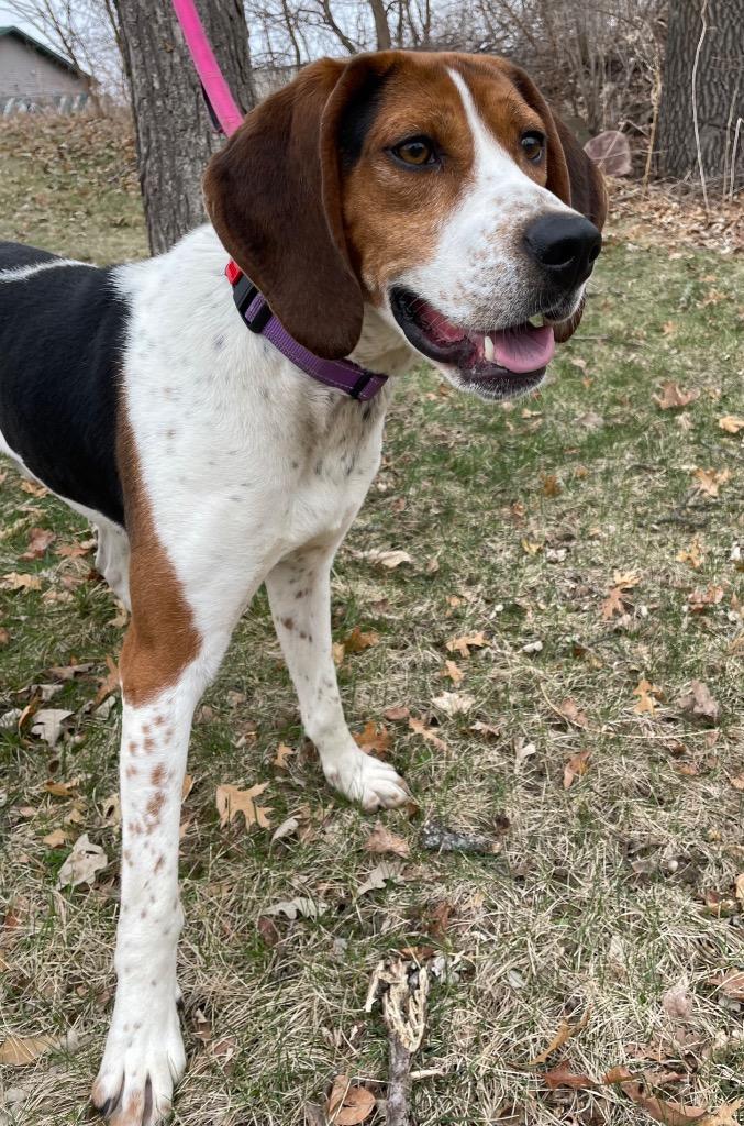 Enlarge Cooper, a Adoptable Coonhound in Spooner, WI image 1/2