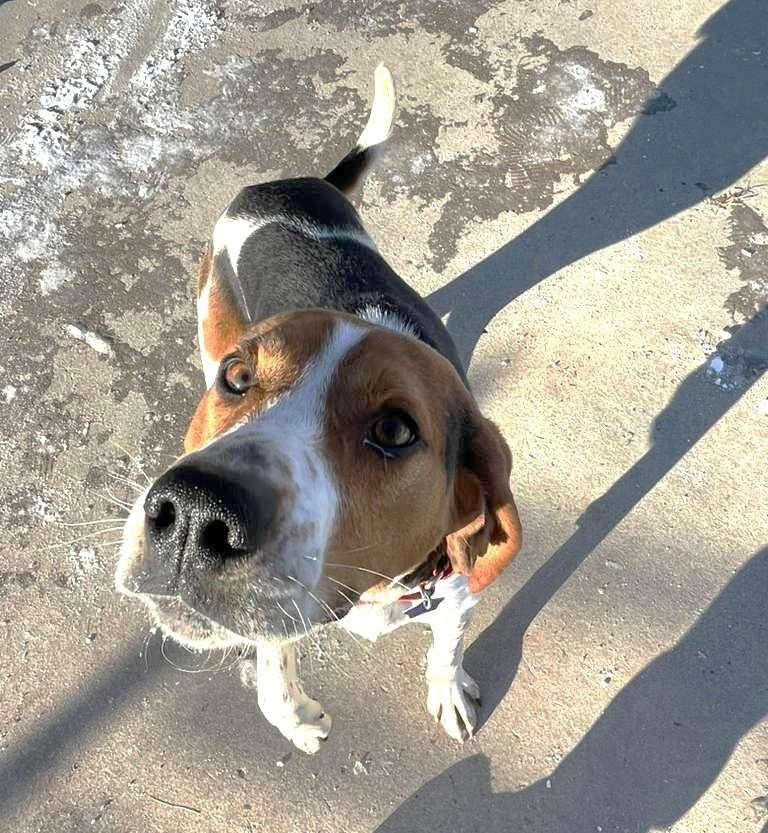 Enlarge Cooper, a Adoptable Coonhound in Spooner, WI image 2/2
