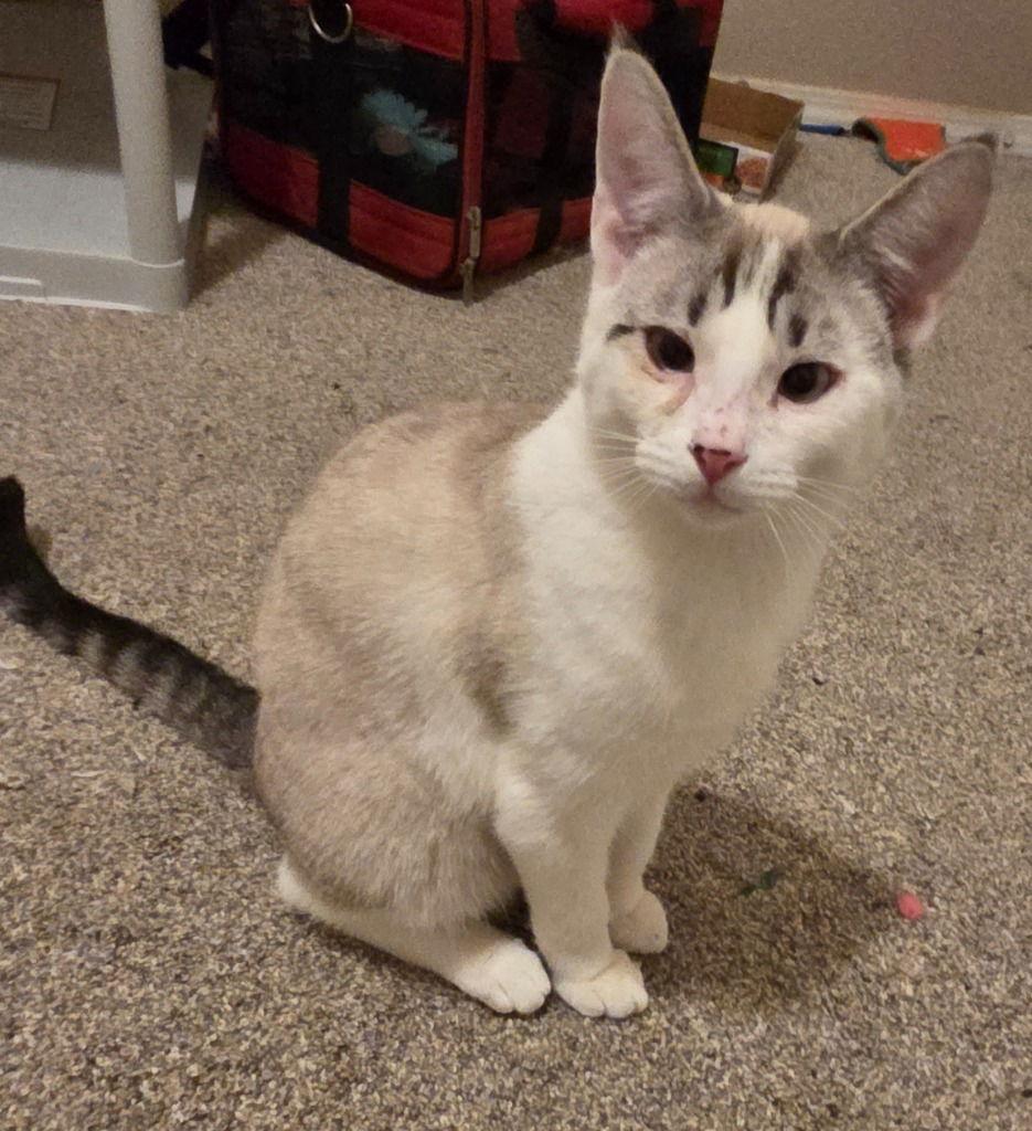 CM - Tango, Adoptable, Young Male Domestic Short Hair & Siamese.