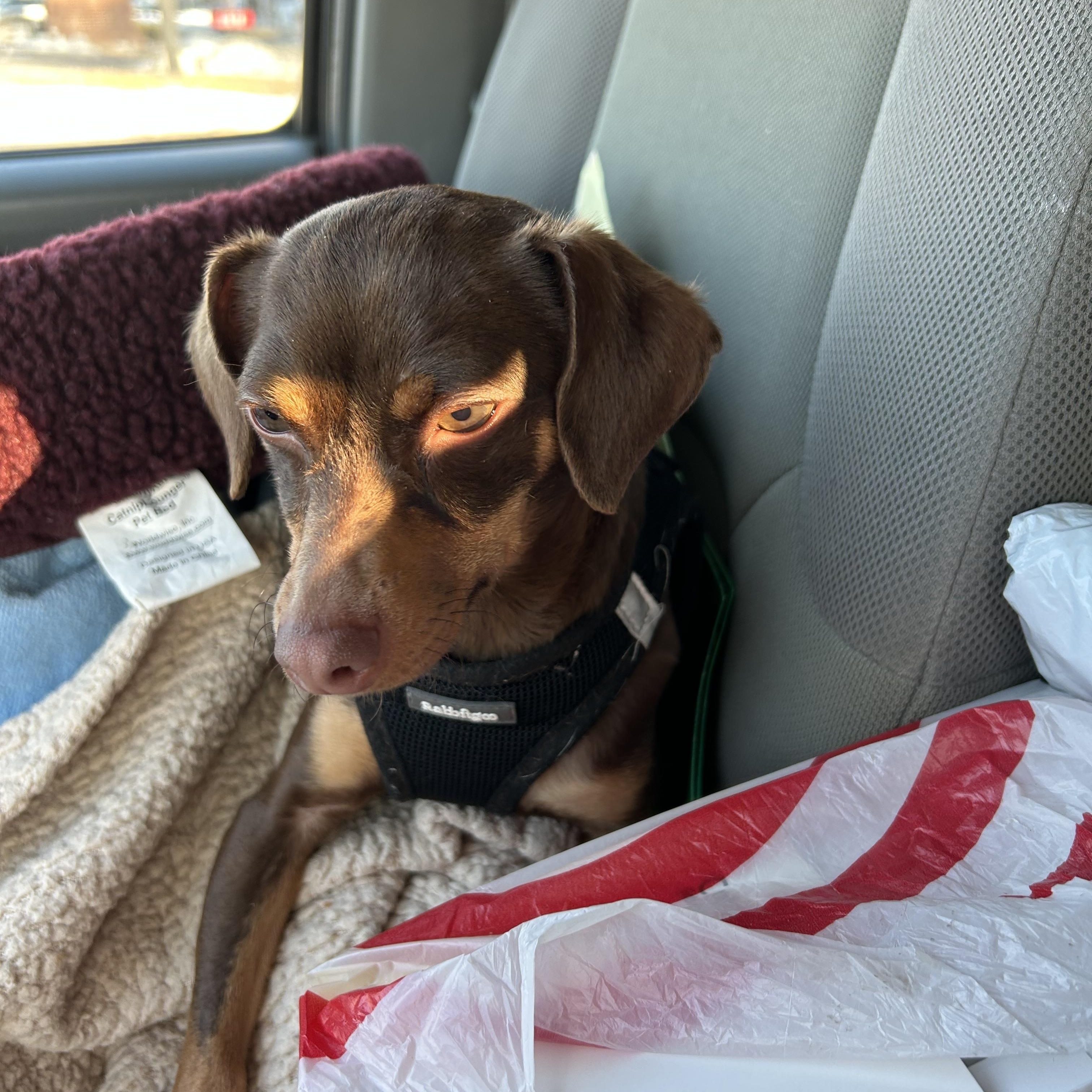 Lilly, a ADOPTABLE mixed breed in Stafford, VA image 1/2