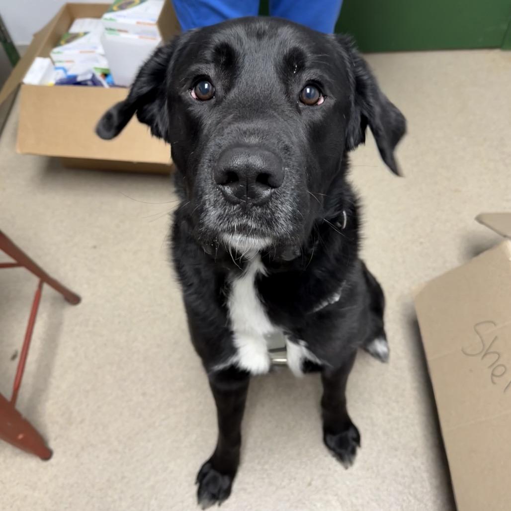 Bobber, a Adoptable mixed breed in Brookfield, WI image 1/2