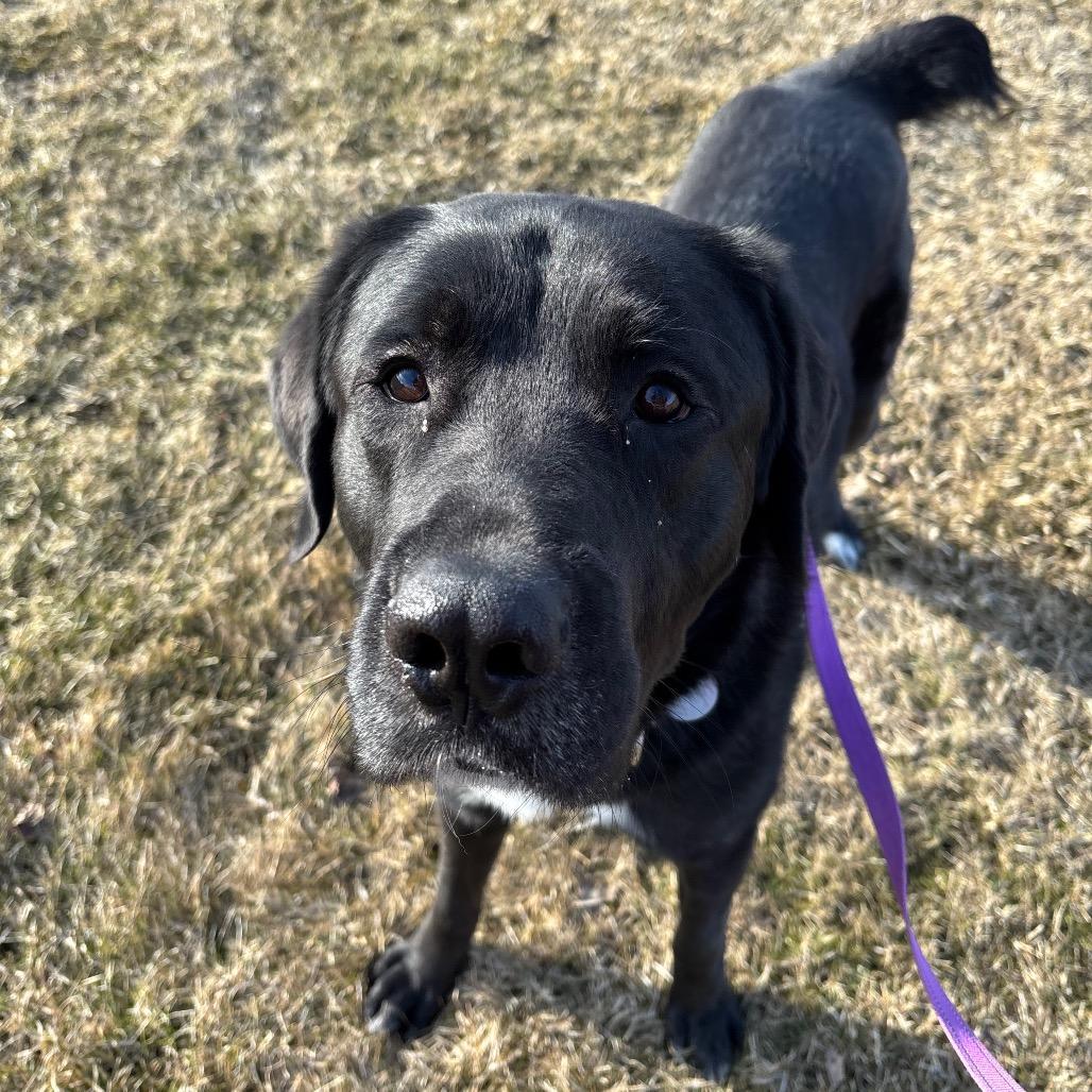 Bobber, a Adoptable mixed breed in Brookfield, WI image 1/6
