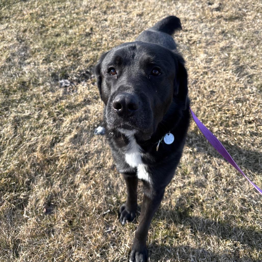 Bobber, a Adoptable mixed breed in Brookfield, WI image 2/6