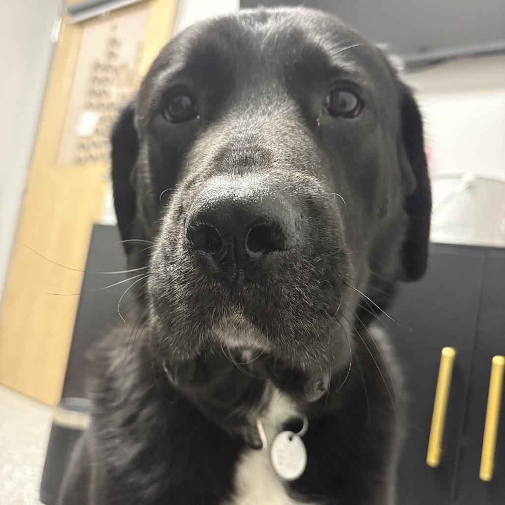 Bobber, a Adoptable mixed breed in Brookfield, WI image 3/6