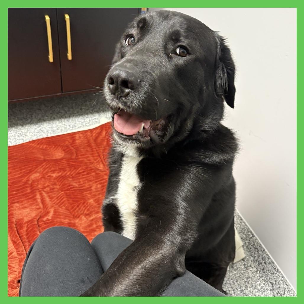 Bobber, a Adoptable mixed breed in Brookfield, WI image 4/6