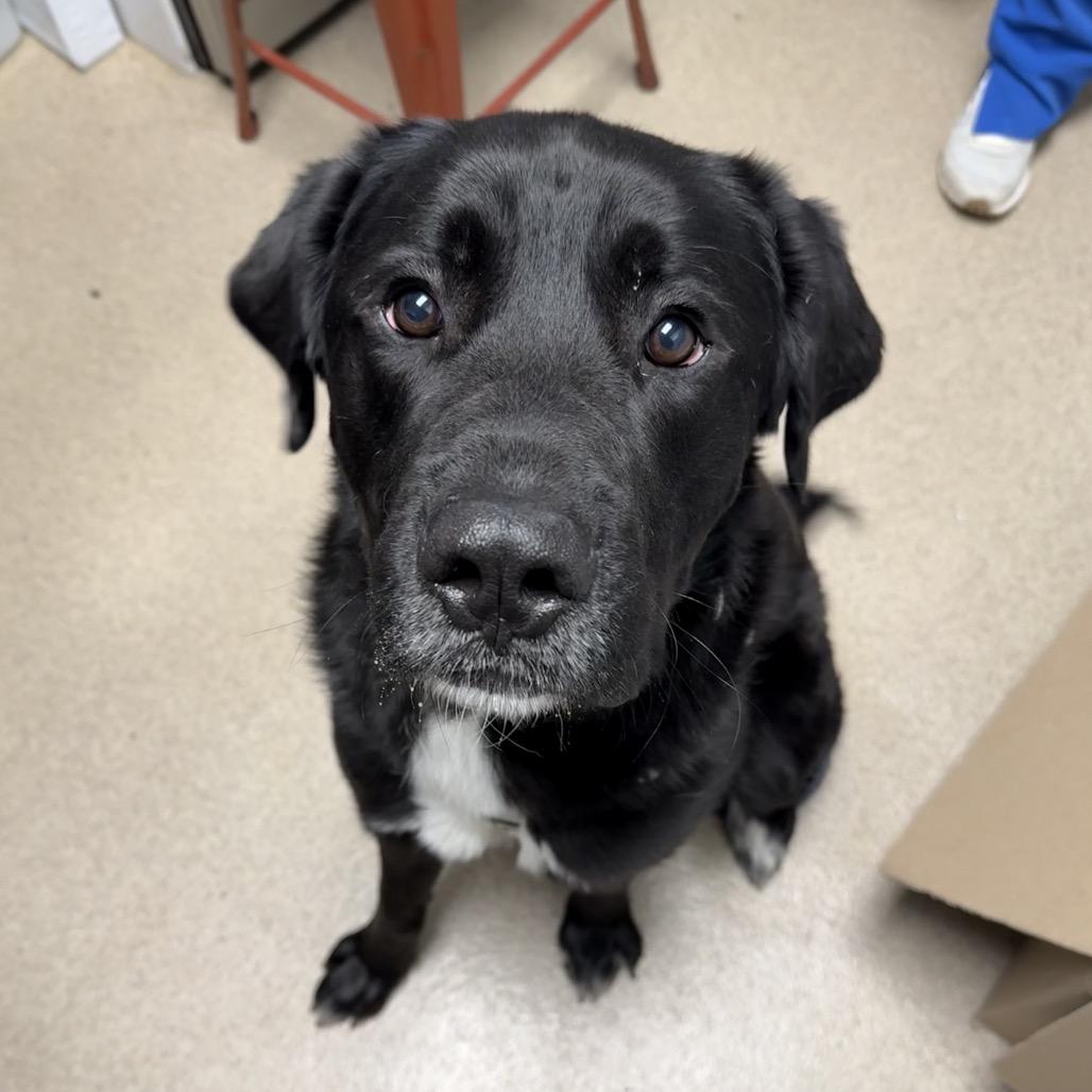 Bobber, a Adoptable mixed breed in Brookfield, WI image 2/2