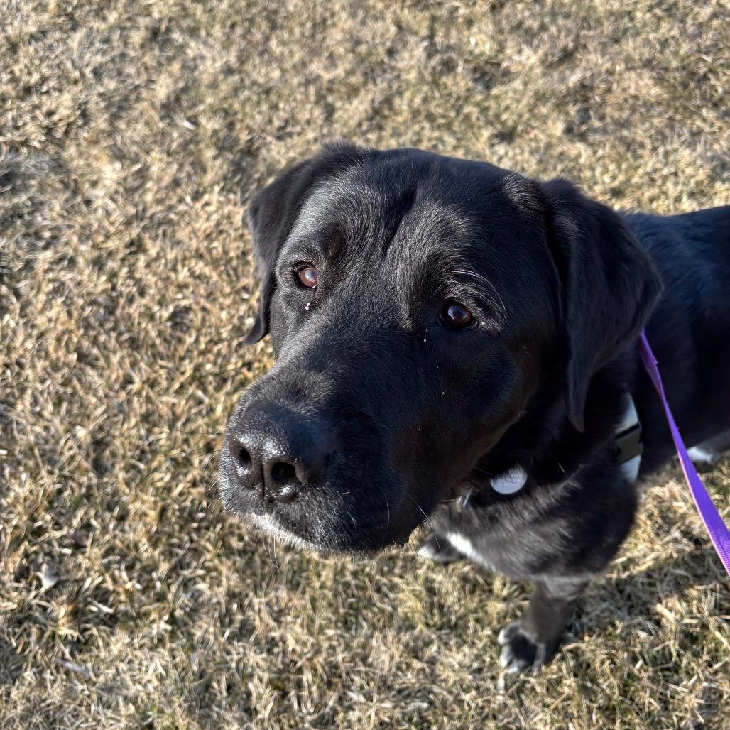 Bobber, a Adoptable mixed breed in Brookfield, WI image 5/6