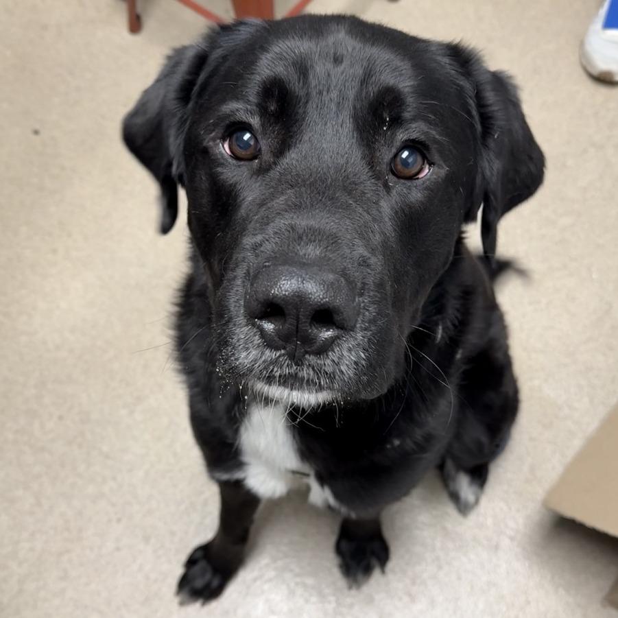 Bobber, a Adoptable mixed breed in Brookfield, WI image 6/6