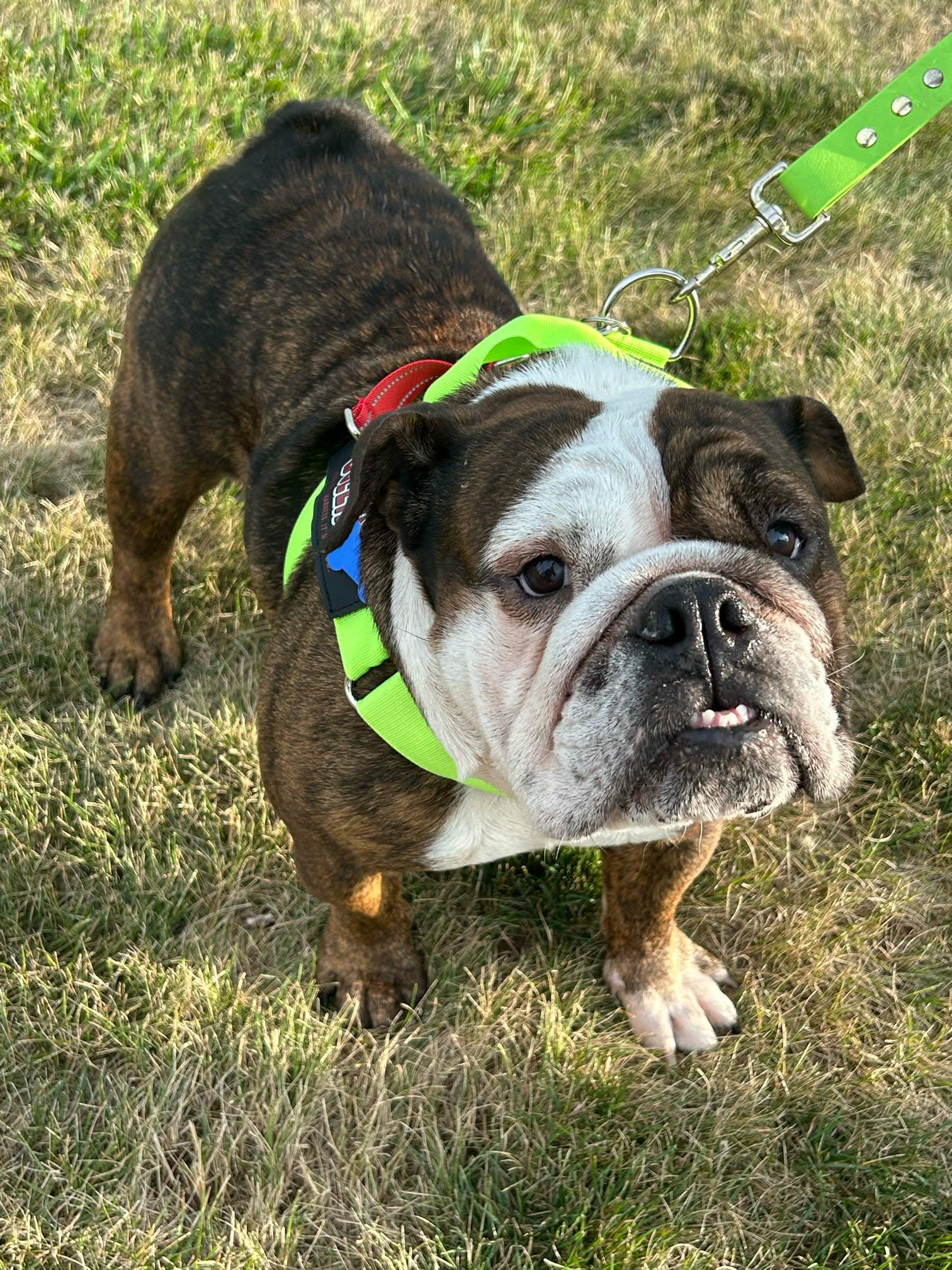 Enlarge Rootbeer (READ DESCRIPTION), a ADOPTABLE English Bulldog in De Pere, WI image 2/6