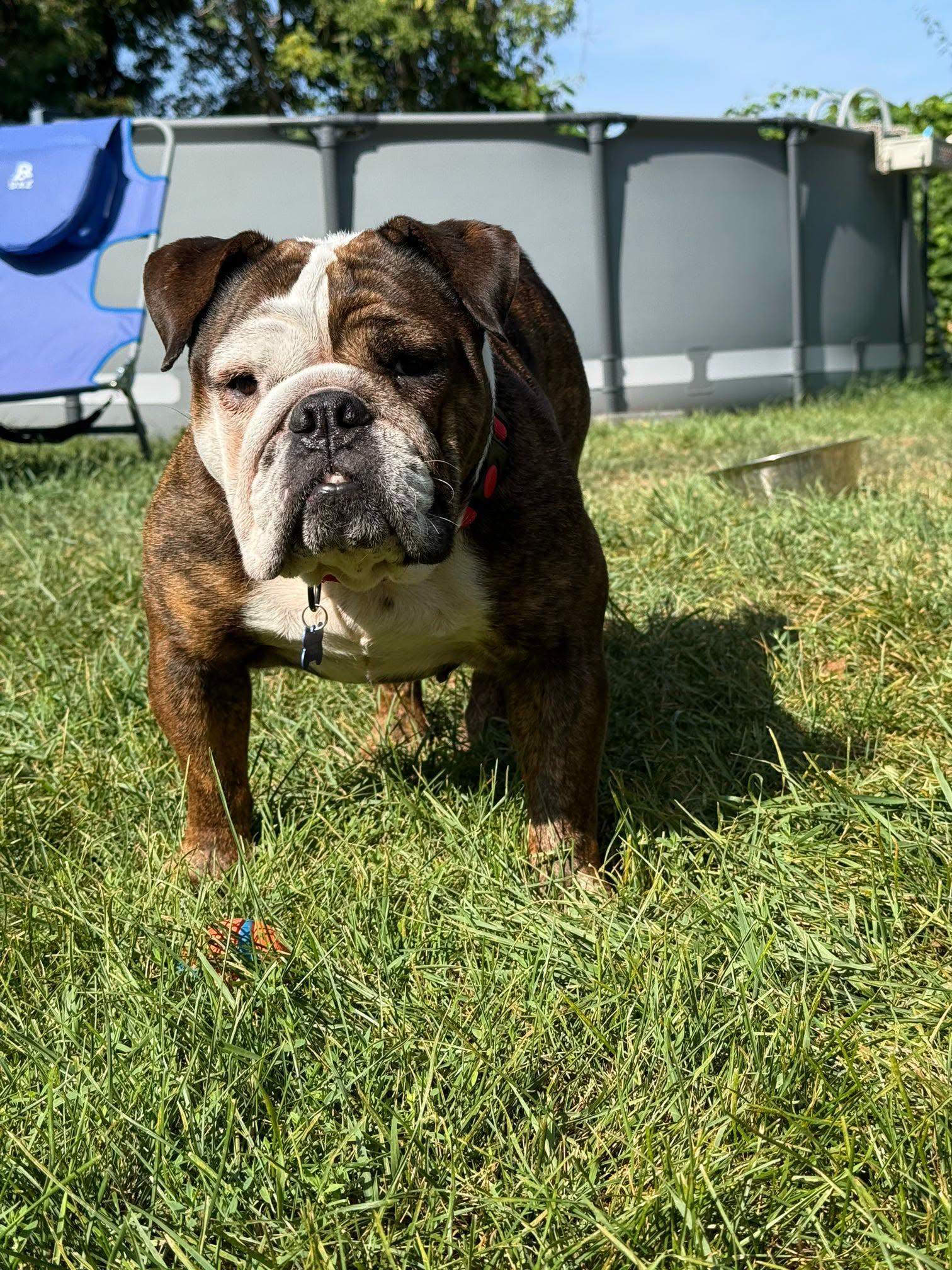 Rootbeer (READ DESCRIPTION), ADOPTABLE, Adult Female English Bulldog.