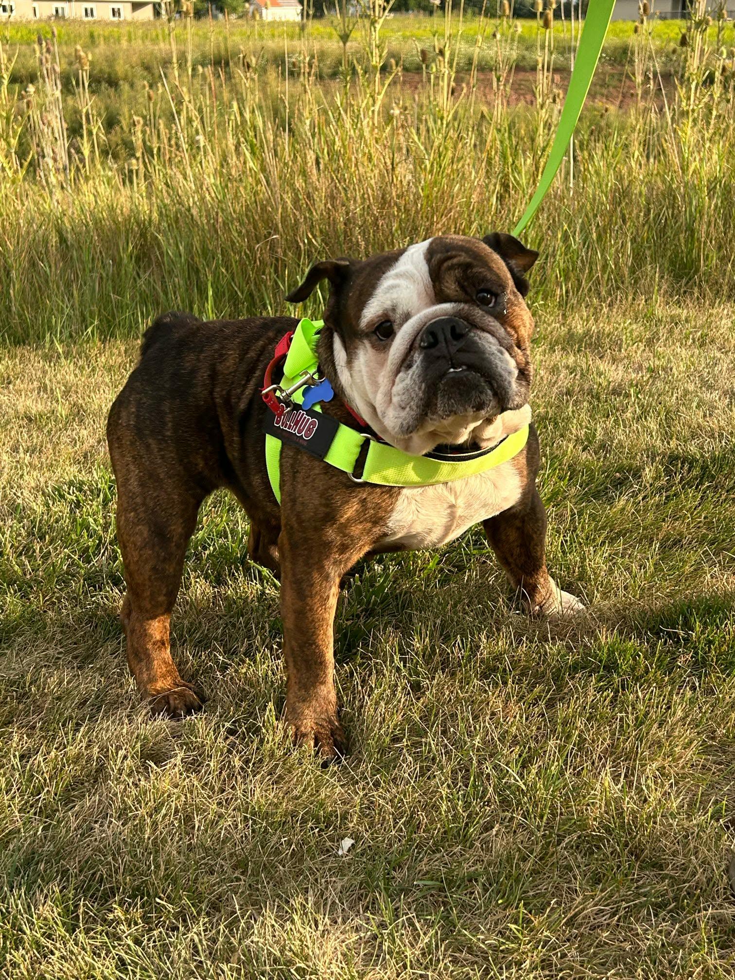 Enlarge Rootbeer (READ DESCRIPTION), a ADOPTABLE English Bulldog in De Pere, WI image 4/6
