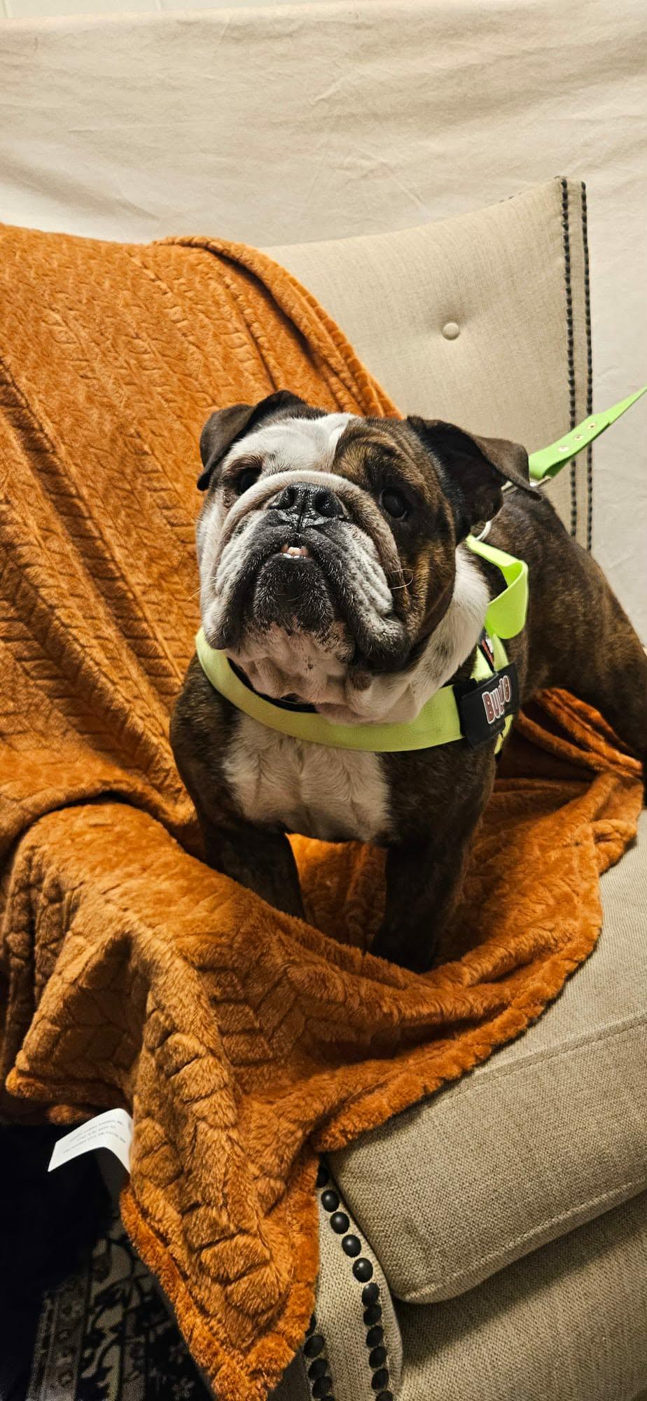 Enlarge Rootbeer (READ DESCRIPTION), a ADOPTABLE English Bulldog in De Pere, WI image 5/6