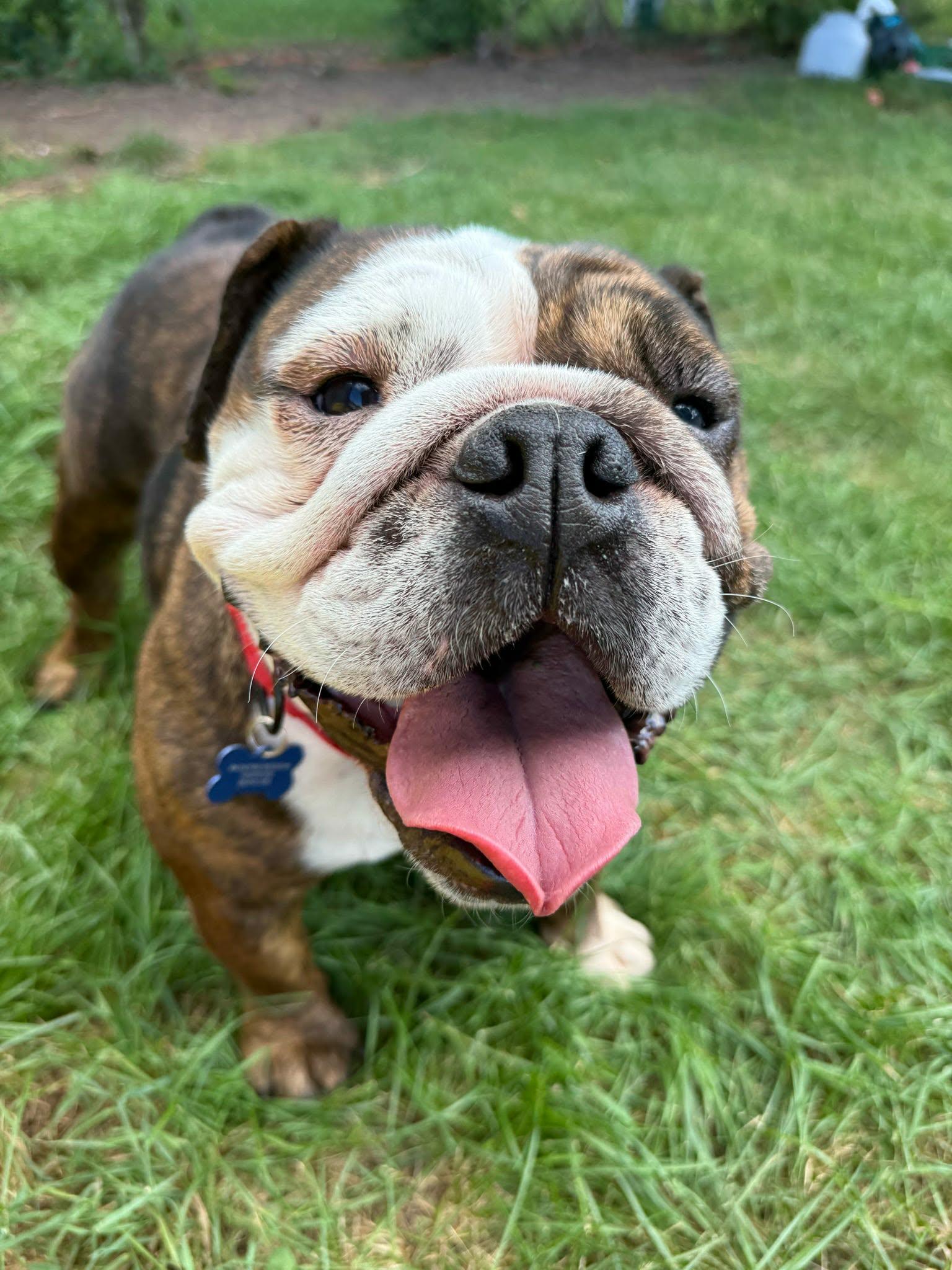 Enlarge Rootbeer (READ DESCRIPTION), a ADOPTABLE English Bulldog in De Pere, WI image 6/6