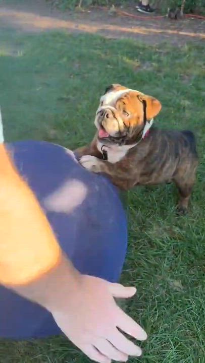 Enlarge Rootbeer (READ DESCRIPTION), a ADOPTABLE English Bulldog in De Pere, WI video 3/6