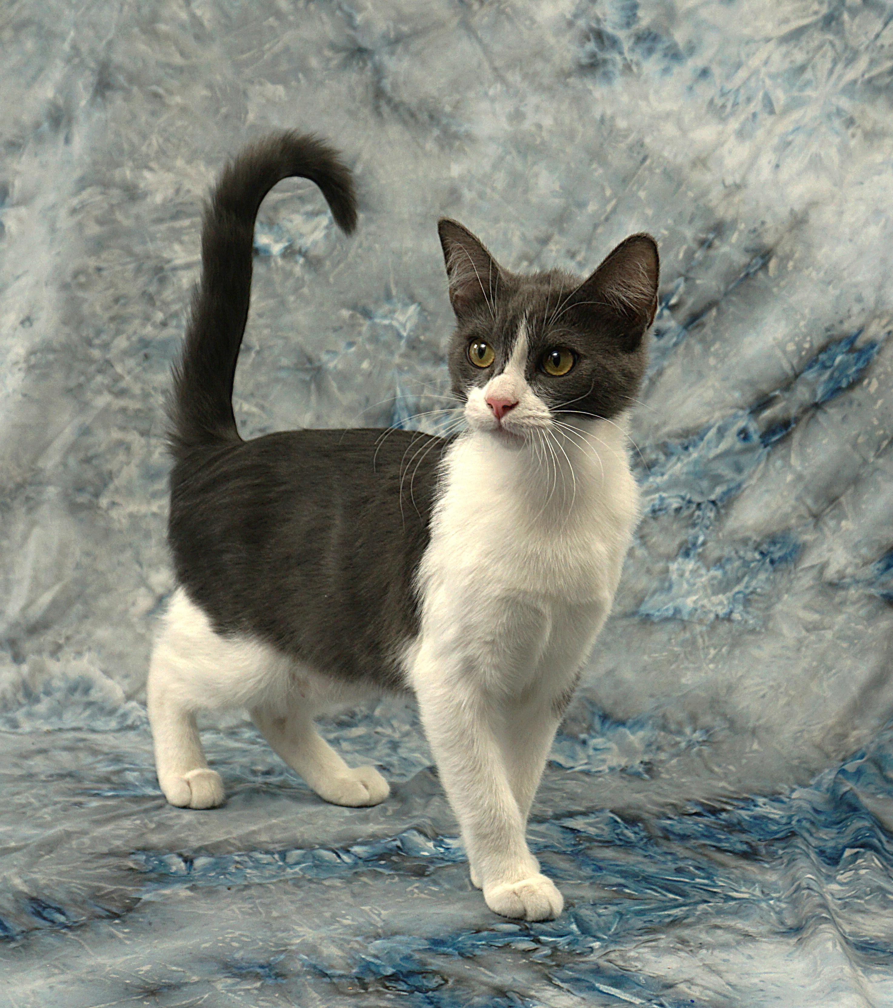 MONICA - LOOKS AND PERSONALITY, ADOPTABLE, Young Female Domestic Short Hair.