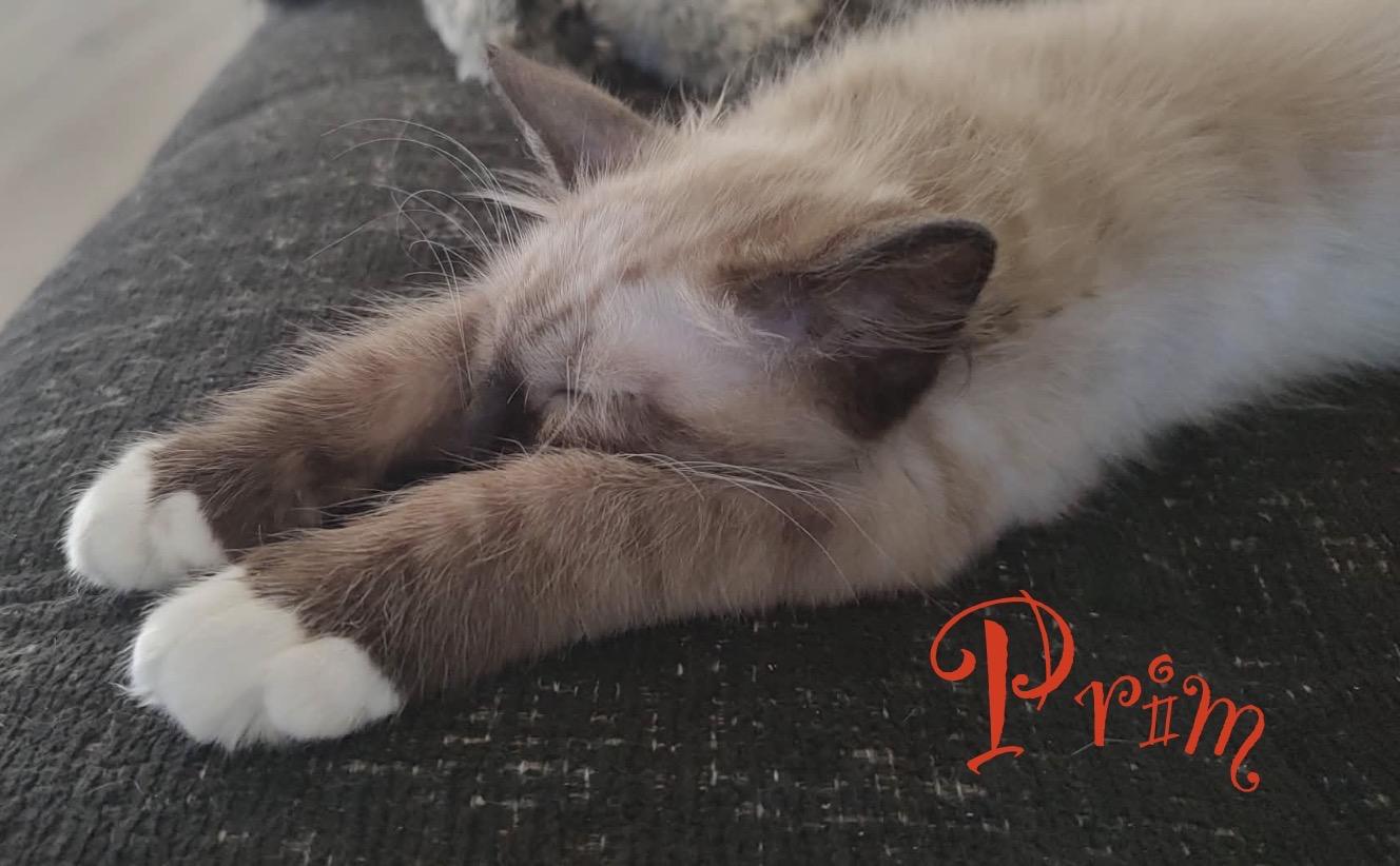 Enlarge Prim, an adopted mixed breed in Chandler, AZ image 2/2