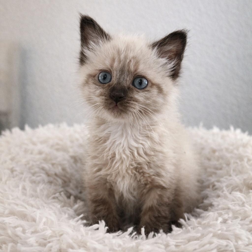 Enlarge Prim, an adopted mixed breed in Chandler, AZ image 1/2
