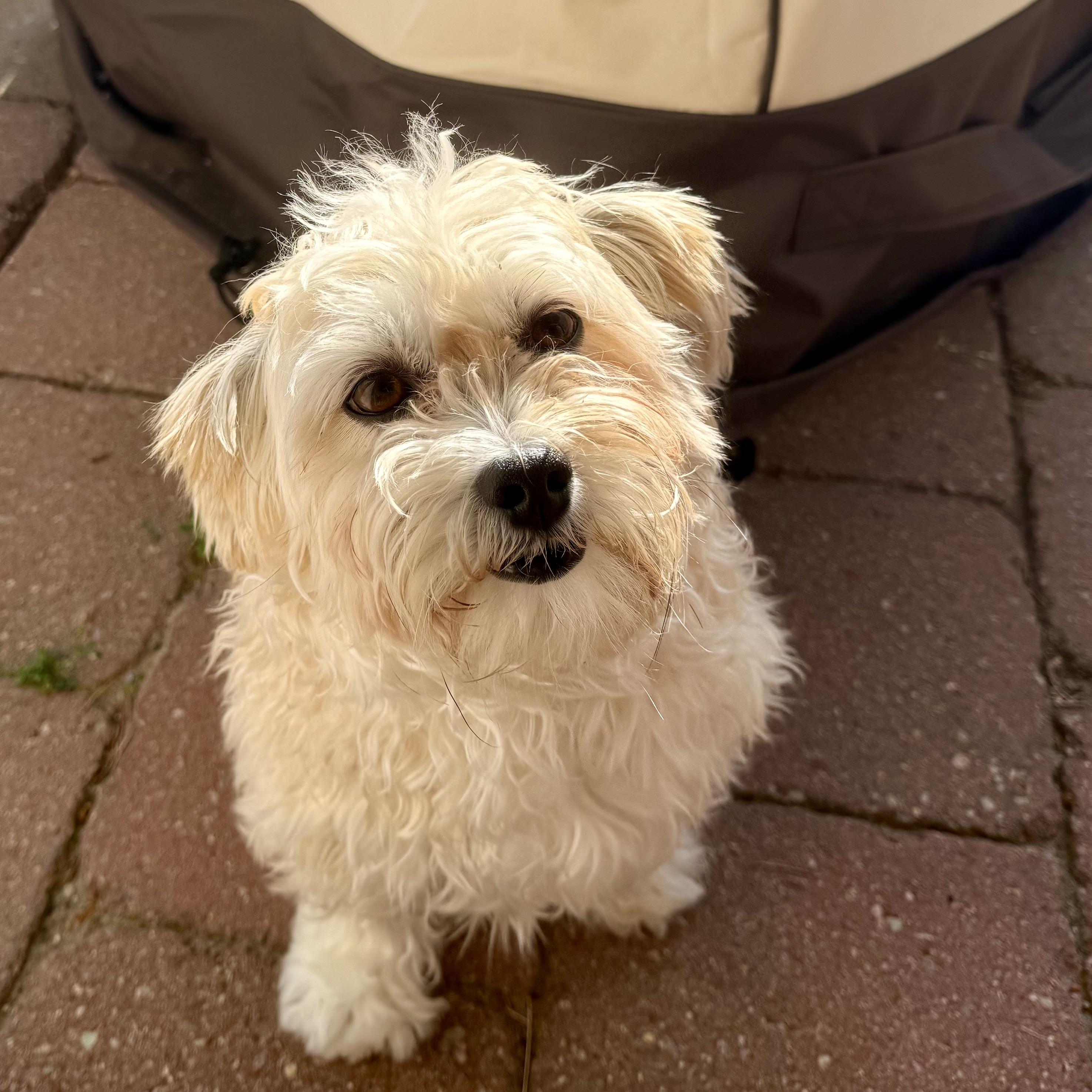 Enlarge Abby, a Adopted Havanese in Furlong, PA image 3/6