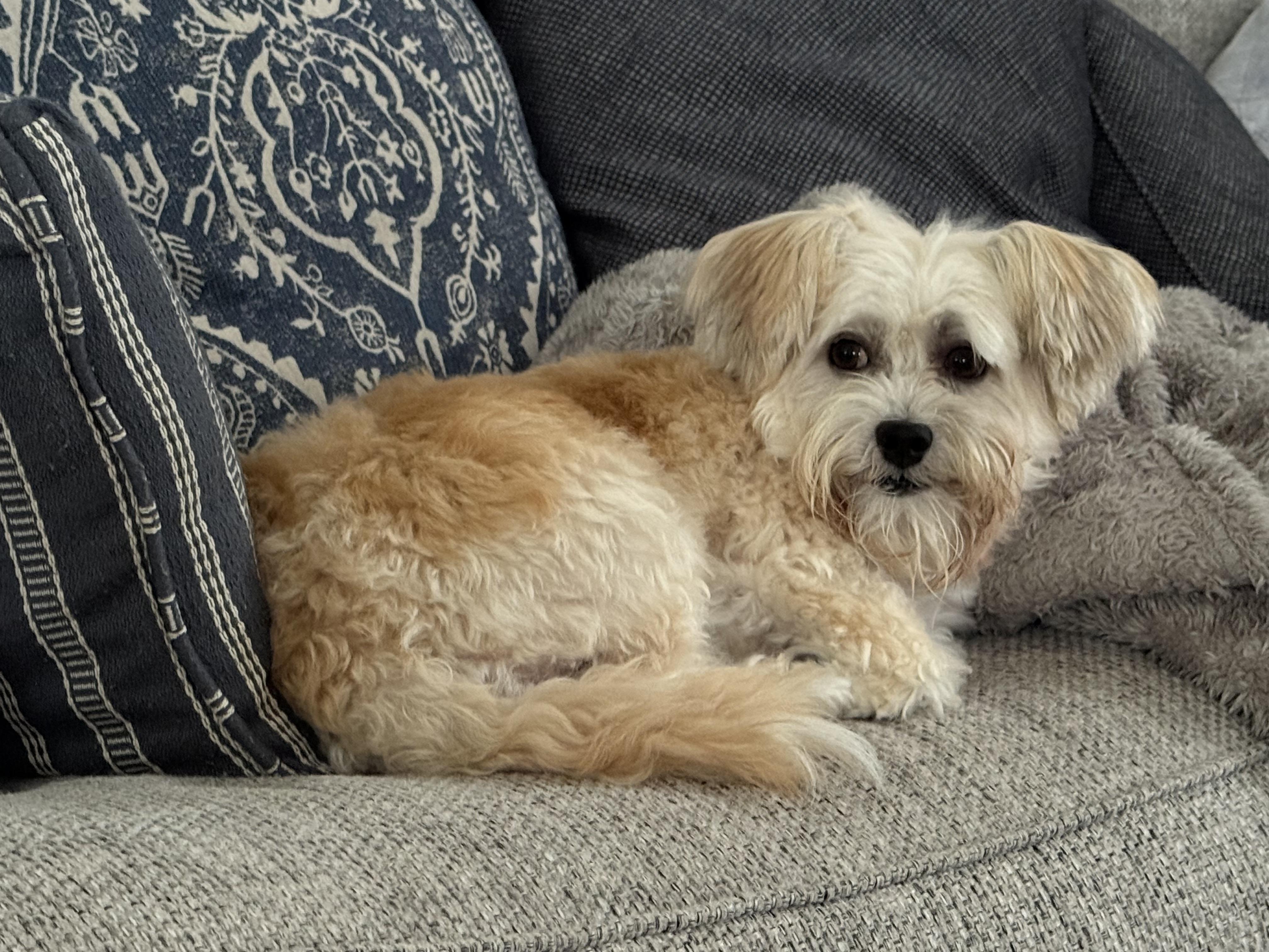 Enlarge Abby, a Adopted Havanese in Furlong, PA image 5/6