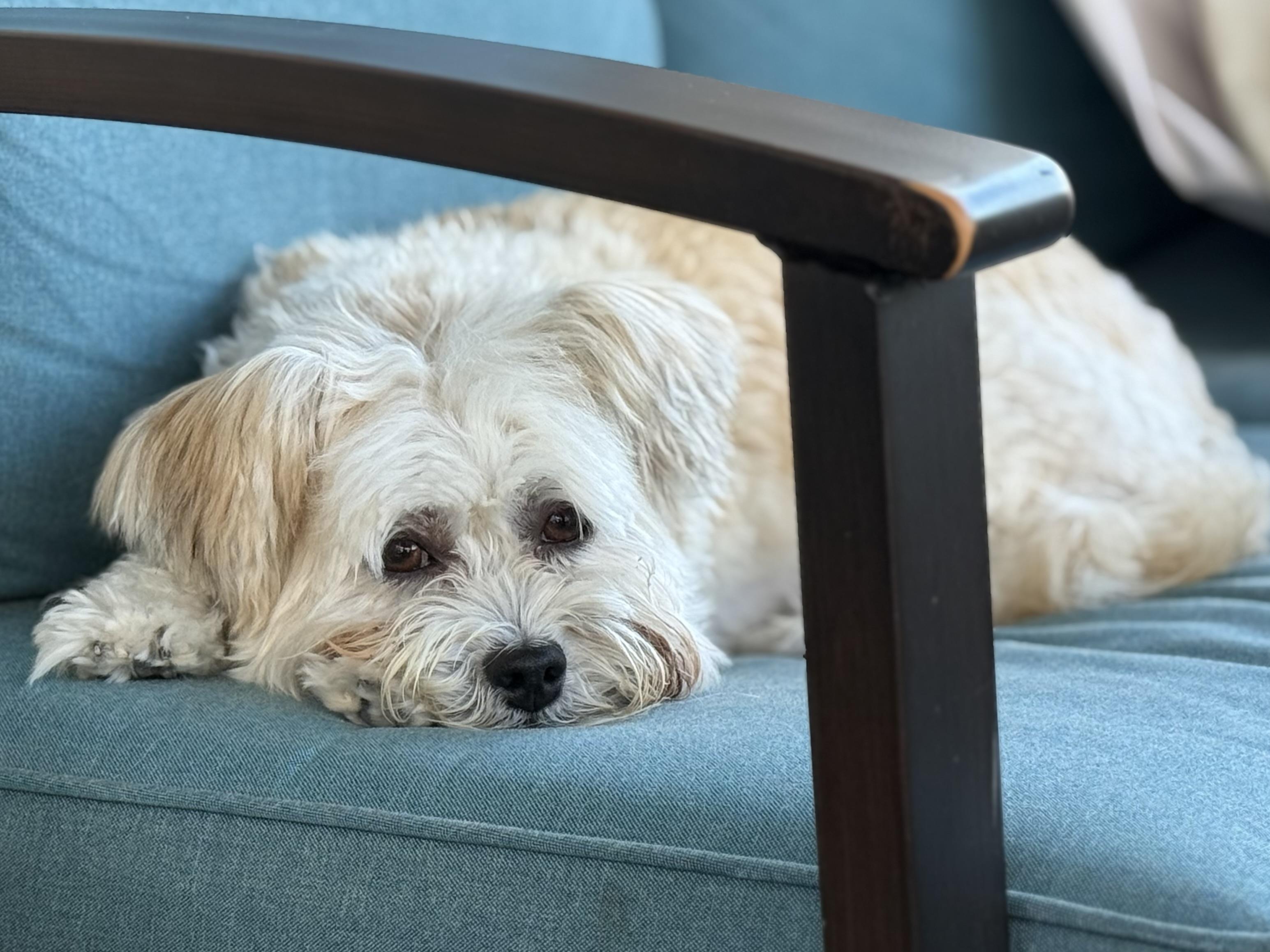 Enlarge Abby, a Adopted Havanese in Furlong, PA image 2/6