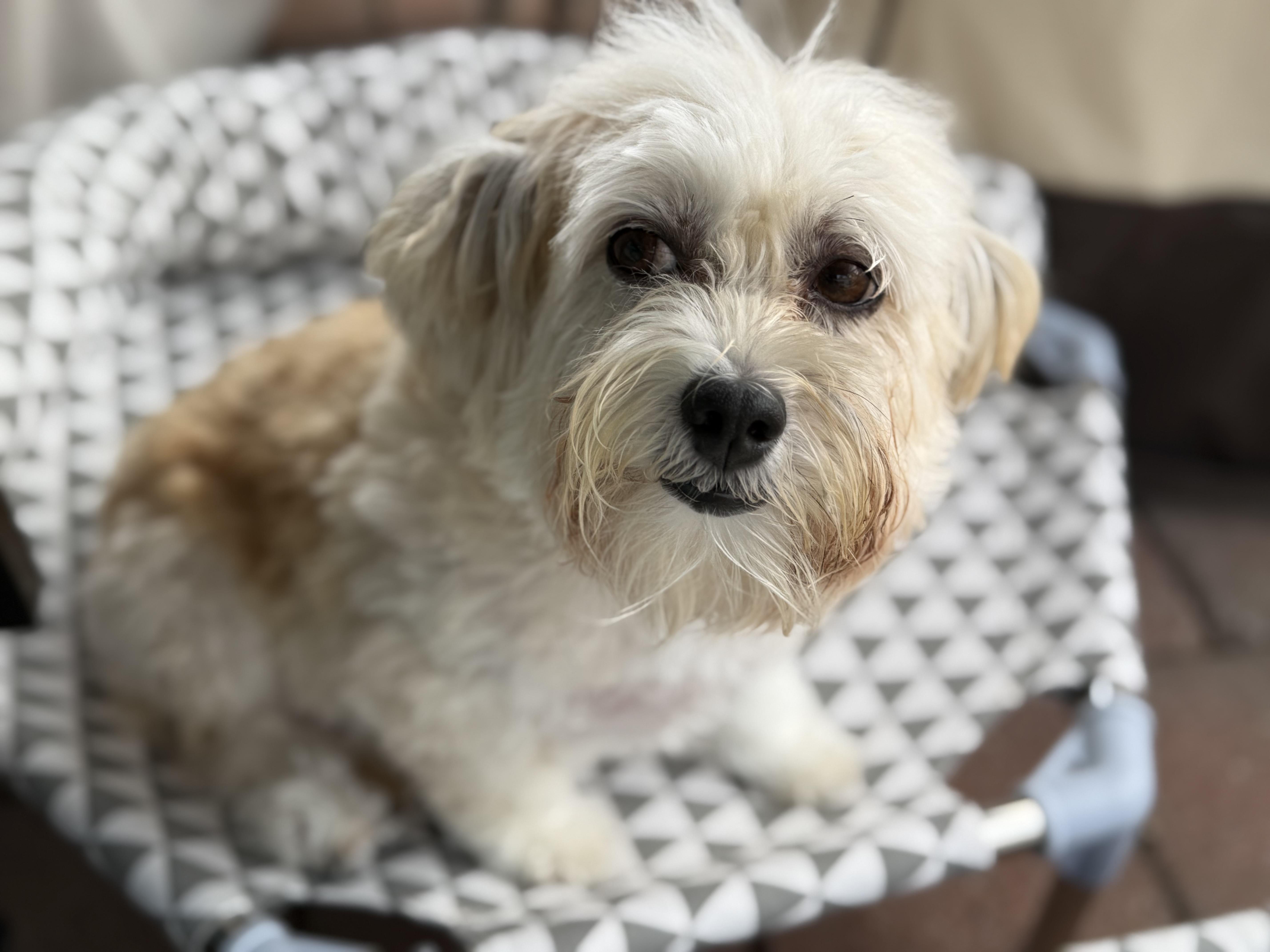 Enlarge Abby, a Adopted Havanese in Furlong, PA image 1/6