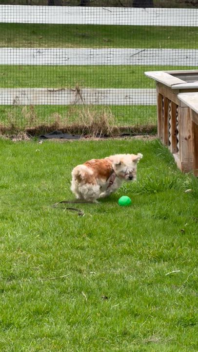 Enlarge Abby, a Adopted Havanese in Furlong, PA video 6/6