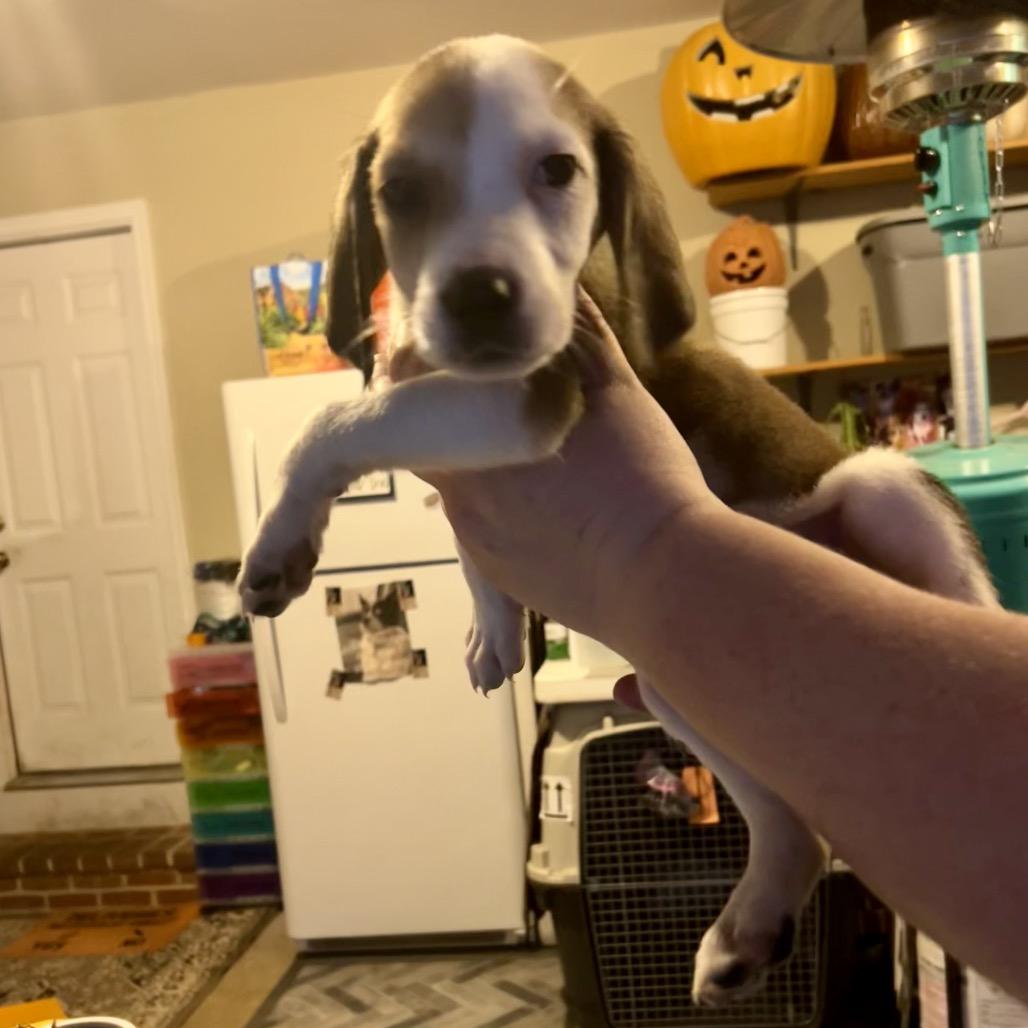 Enlarge Billy, a Adoptable mixed breed in Phoenix, MD image 1/2