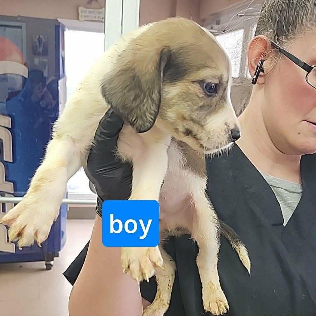 Enlarge Billy, a Adoptable mixed breed in Phoenix, MD image 2/2