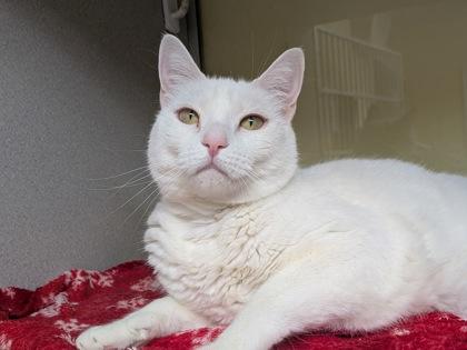 Enlarge Sasha, a Adoptable mixed breed in Divide, CO image 1/3