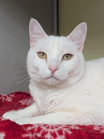 Enlarge Sasha, a Adoptable mixed breed in Divide, CO image 2/3