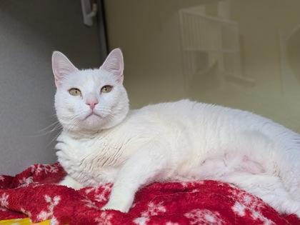 Enlarge Sasha, a Adoptable mixed breed in Divide, CO image 3/3