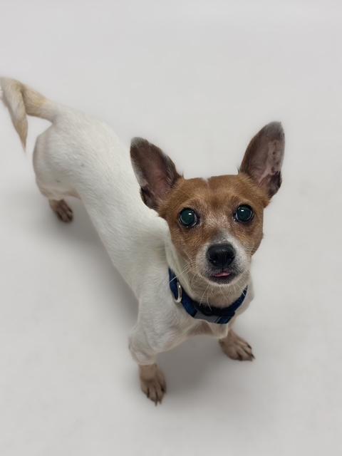 Enlarge SIGOURNEY, a Adoptable Parson Russell Terrier in Hayward, CA image 1/1