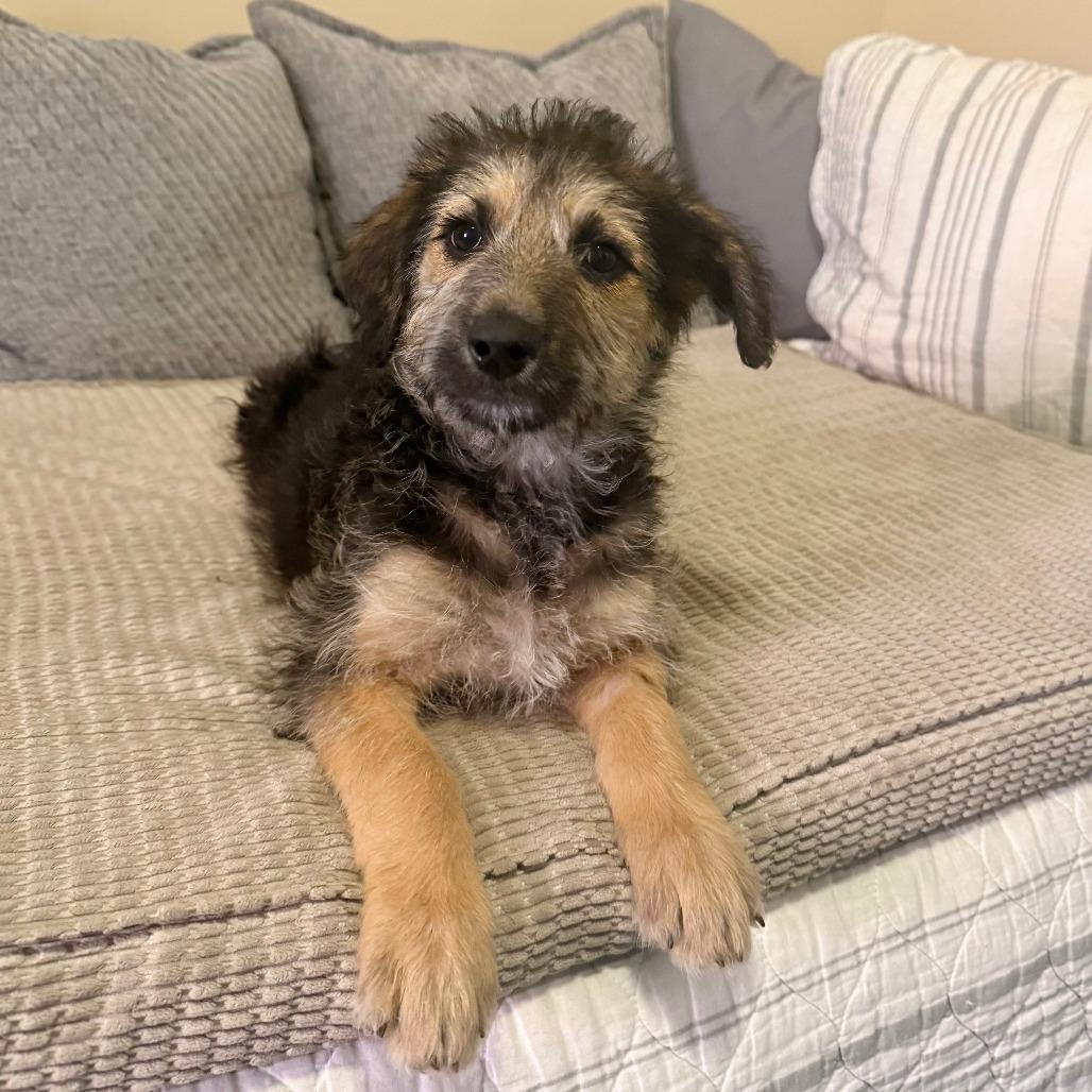 Gia, a Adoptable Shepherd in Agoura Hills, CA image 1/6