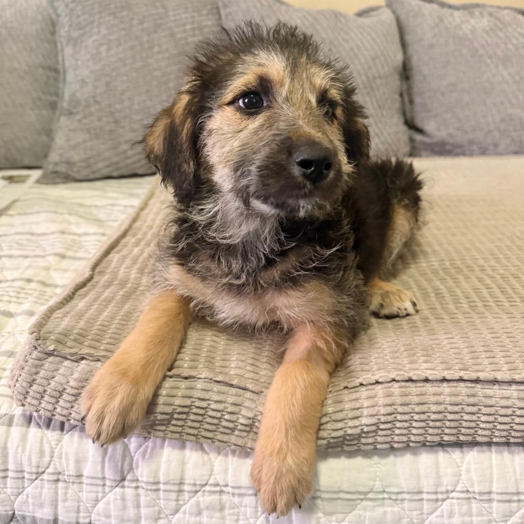 Gia, a Adoptable Shepherd in Agoura Hills, CA image 2/6