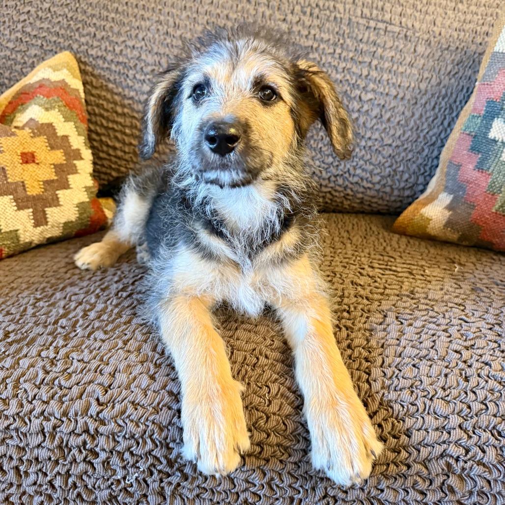 Gia, a Adoptable Shepherd in Agoura Hills, CA image 3/6