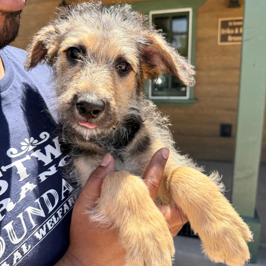 Gia, a Adoptable Shepherd in Agoura Hills, CA image 4/6