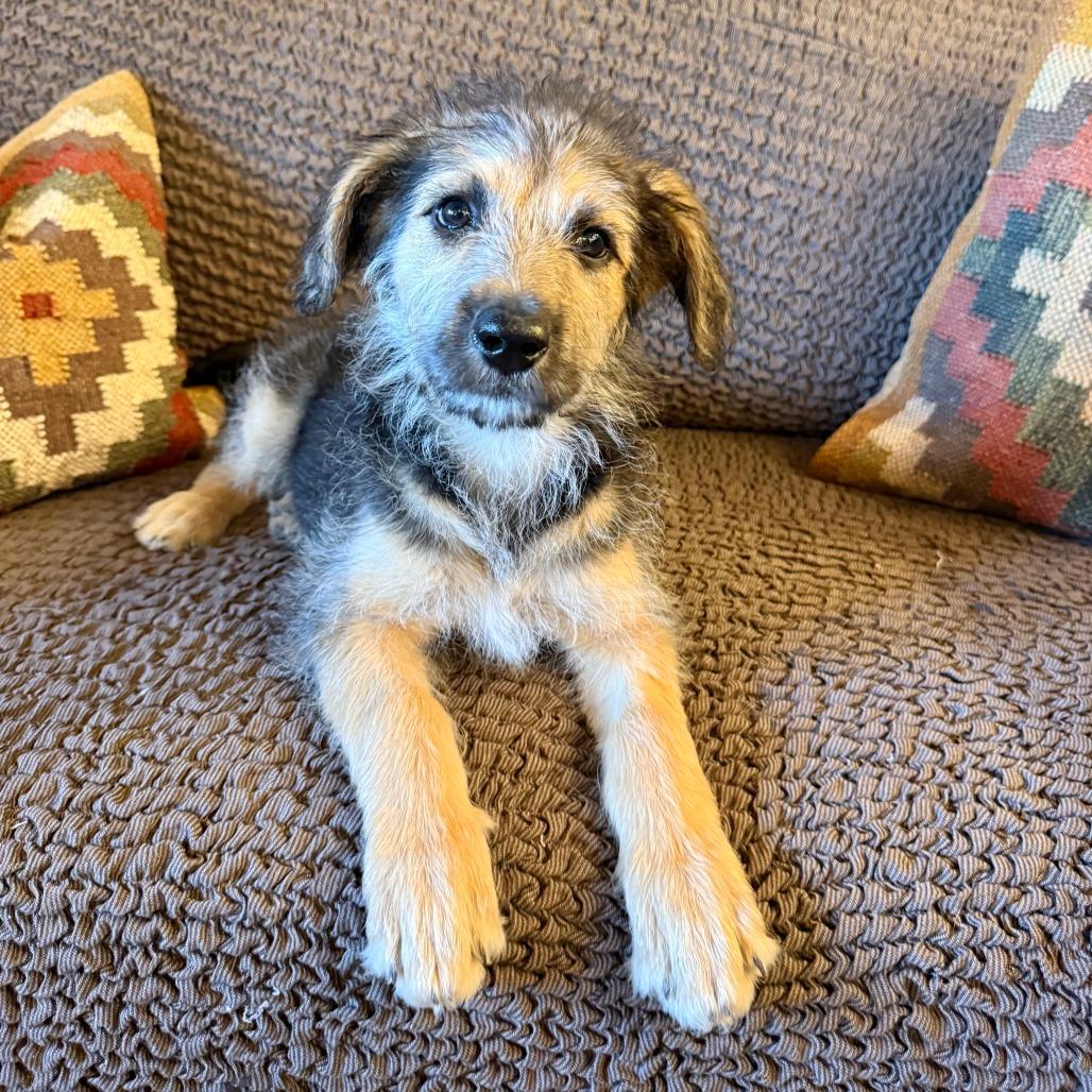 Gia, a Adoptable Shepherd in Agoura Hills, CA image 5/6